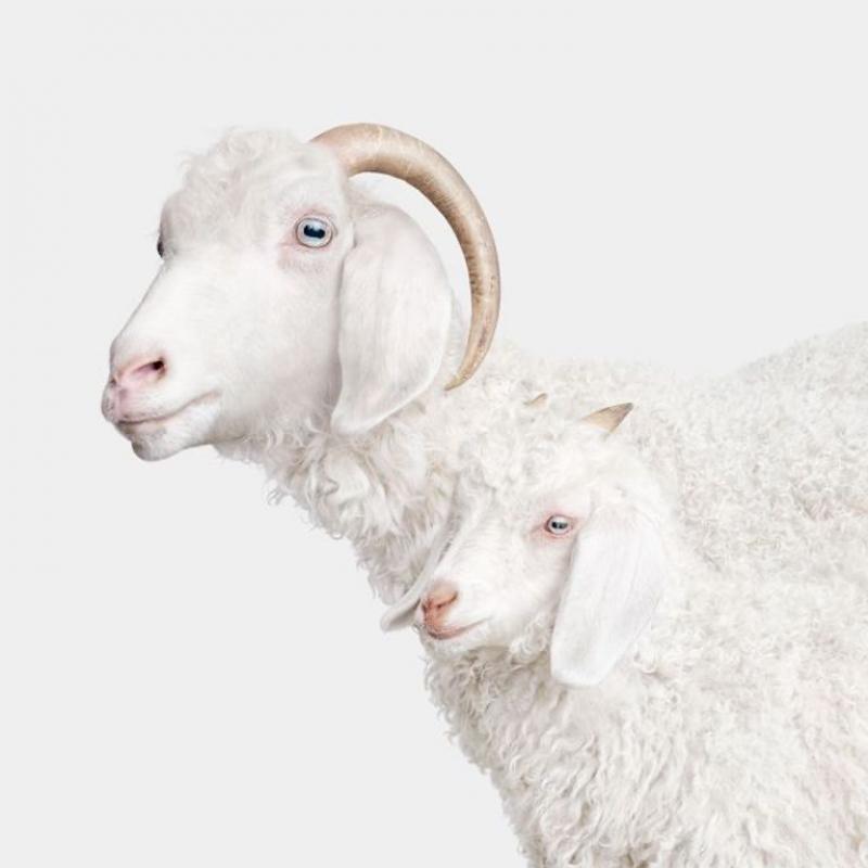 Randal Ford Angora Doe and Doeling