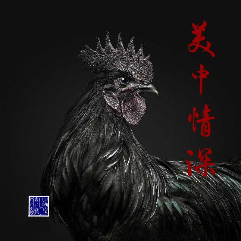 Randal Ford Ayam Cemani Rooster Collaboration with Steven C Rockefeller Jr 
