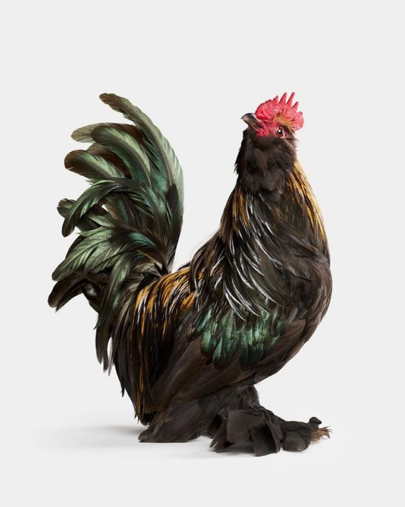 Randal Ford Barbu d Uccle Rooster