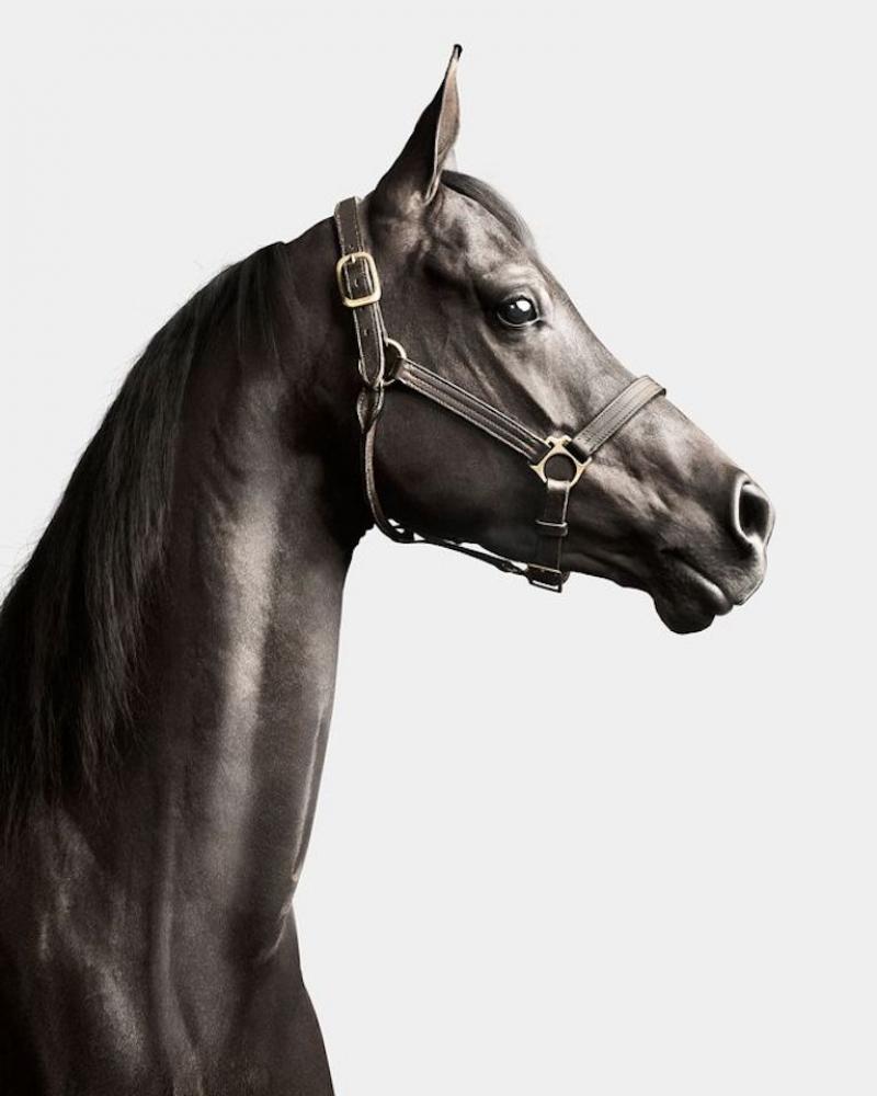 Randal Ford Black Arabian Horse No 1