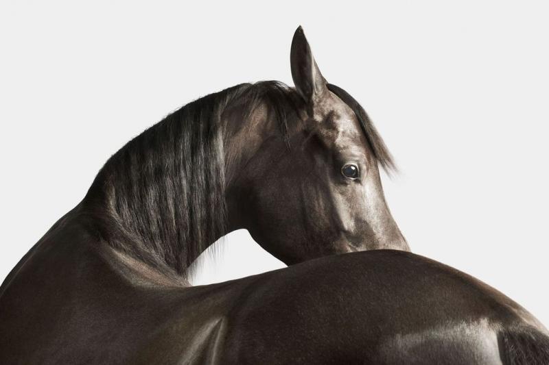 Randal Ford Black Arabian Horse No 3