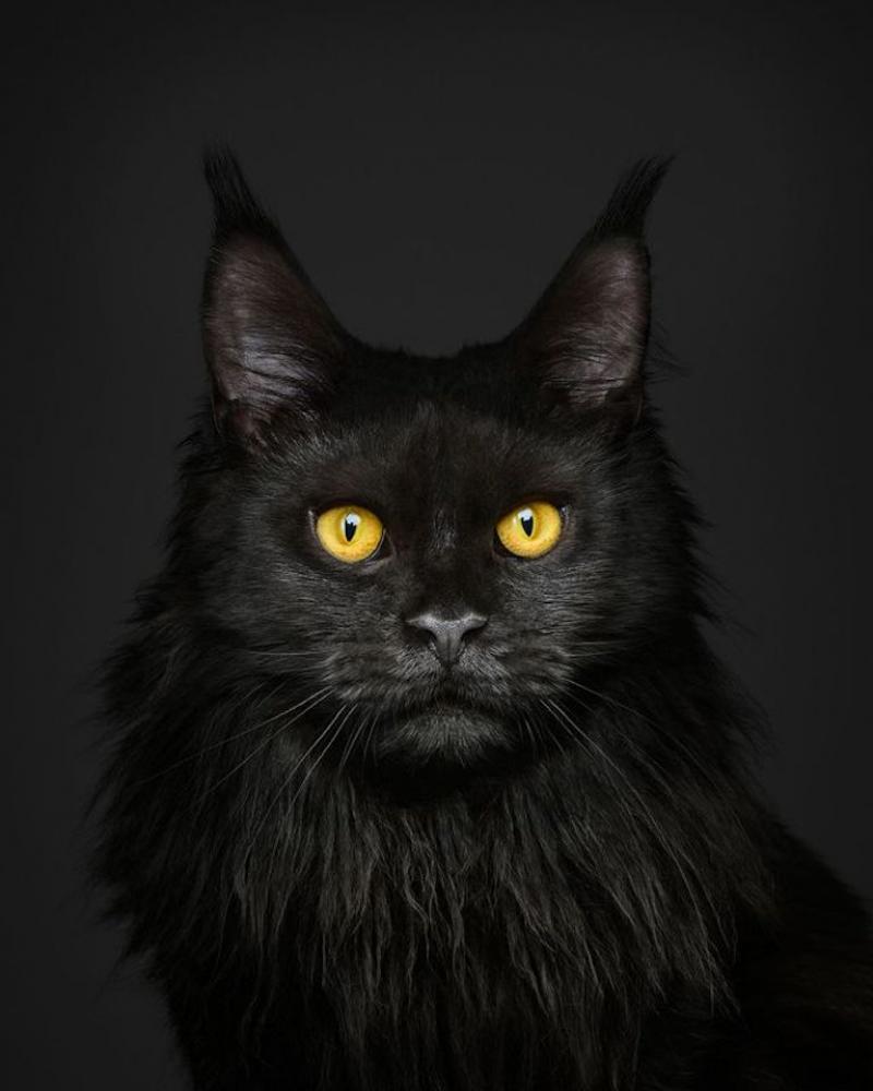 Randal Ford Black Maine Coon on Black