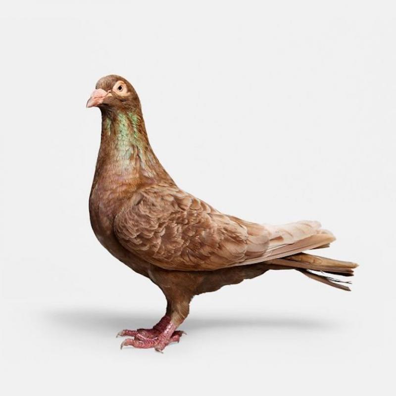 Randal Ford Brown Pigeon