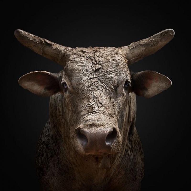 Randal Ford Bucking Rodeo Bull No 2