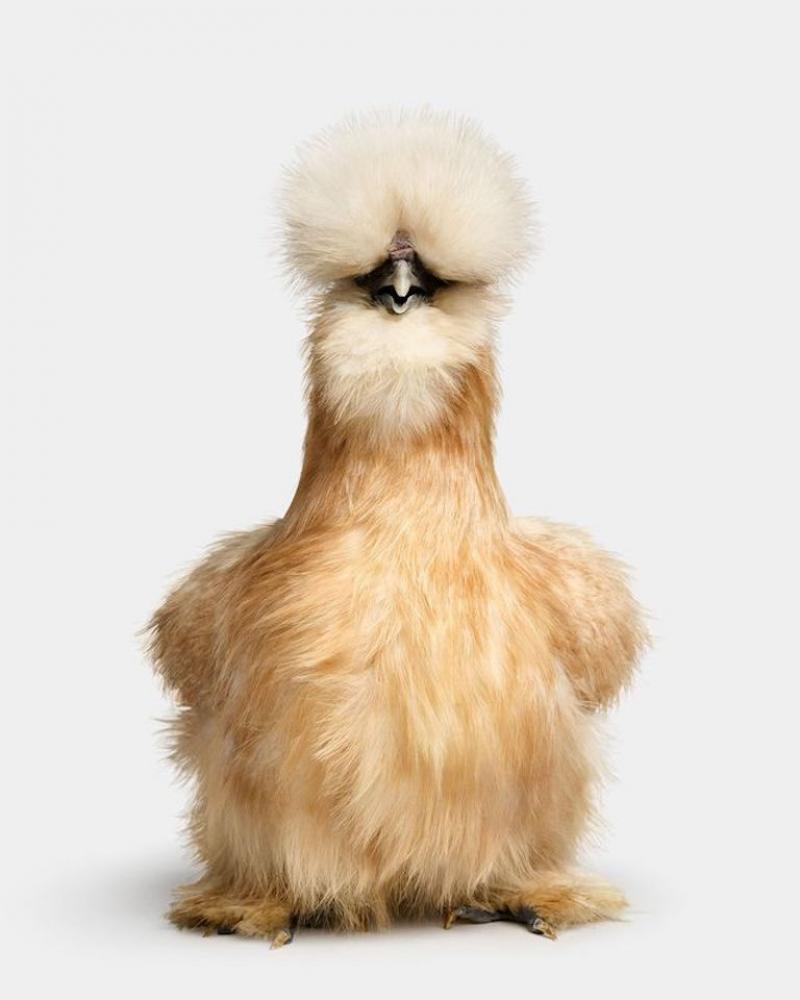 Randal Ford Buff Silkie Hen No 1