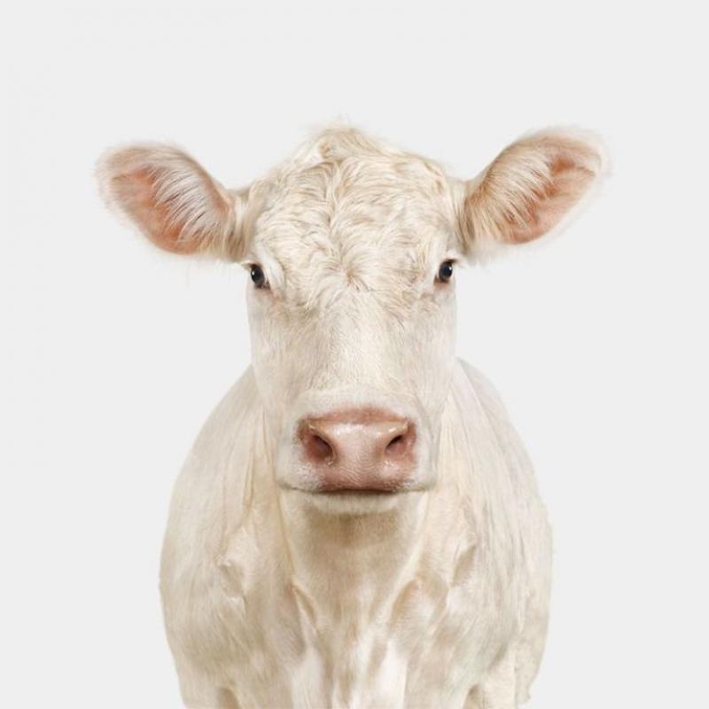 Randal Ford Charolais Heifer