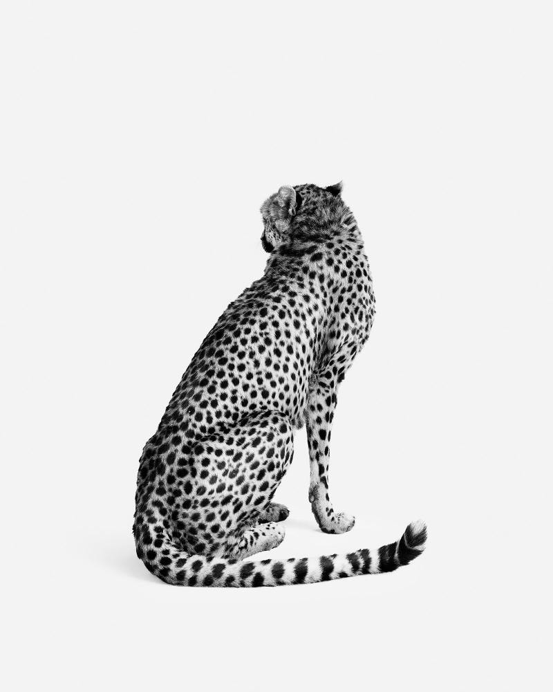 Randal Ford Cheetah No 2 BW 