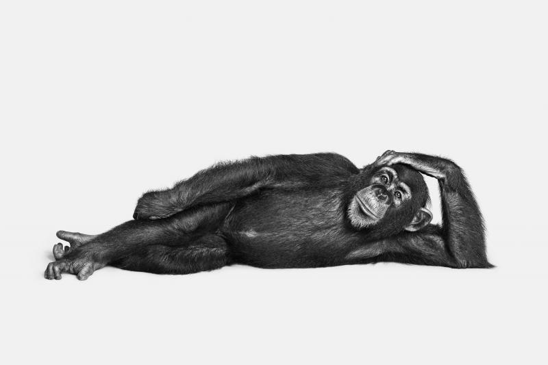 Randal Ford Chimpanzee No 2 BW 