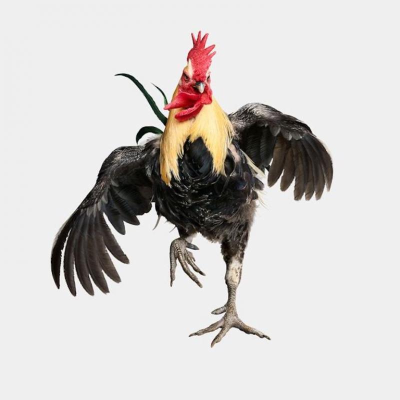 Randal Ford Denizli Longcrower Rooster in Flight