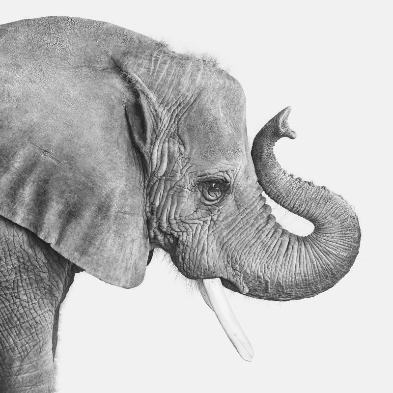 Randal Ford Elephant No 2 BW 
