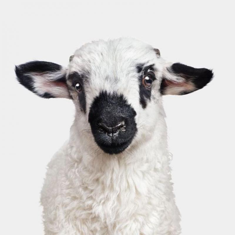 Randal Ford F1 Valais Blacknose Lamb