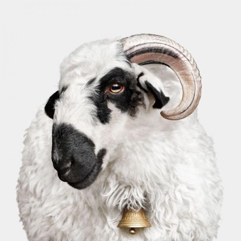 Randal Ford F1 Valais Blacknose Sheep