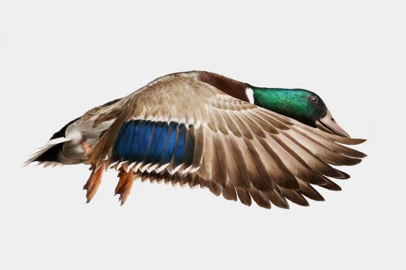 Randal Ford Gray Mallard Duck in Flight