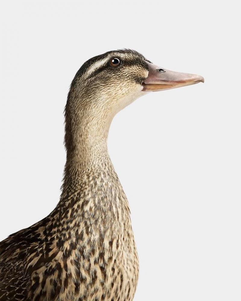 Randal Ford Gray Mallard Female