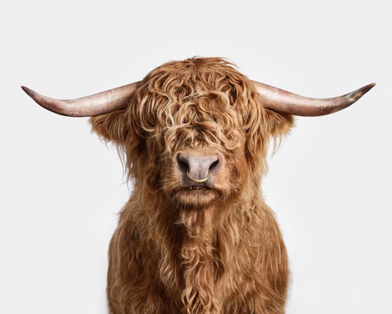 Randal Ford Highland Bull