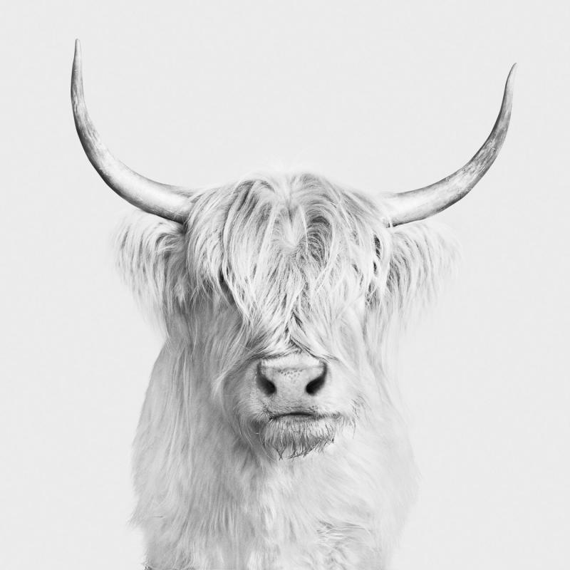 Randal Ford Highland Cow No 1 BW 