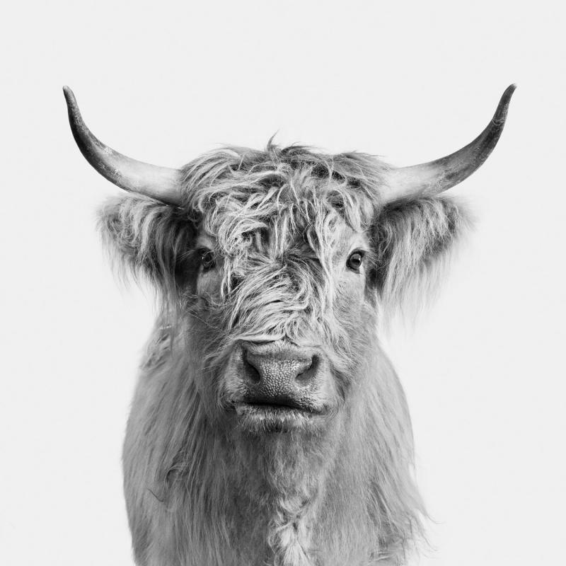 Randal Ford Highland Cow No 2 BW 