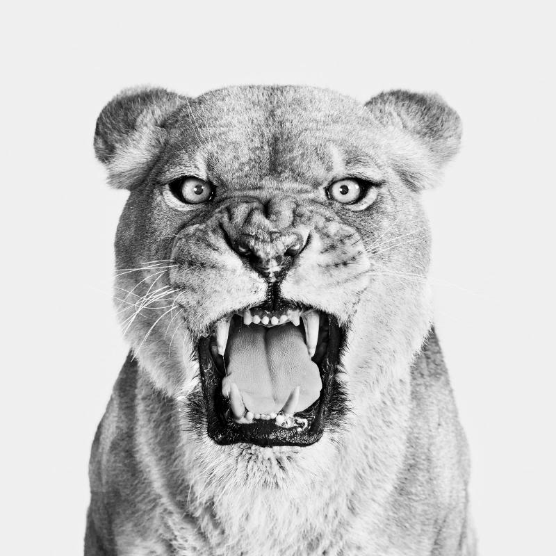 Randal Ford Lioness Roar
