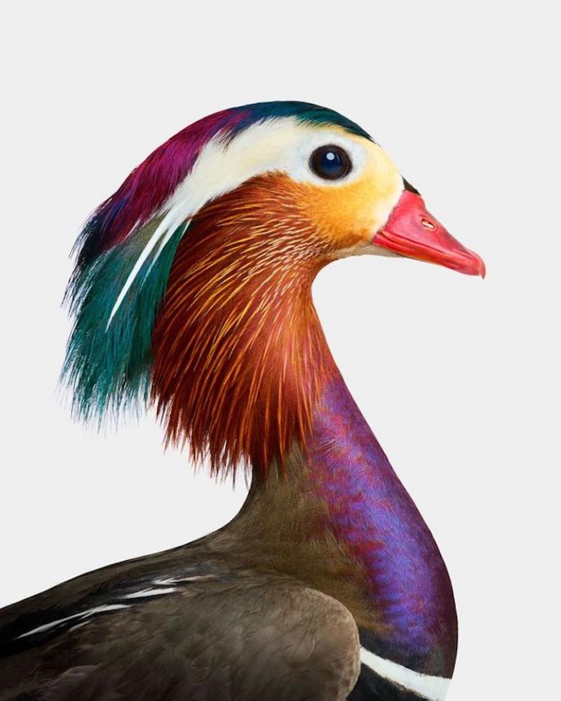 Randal Ford Mandarin Duck Profile