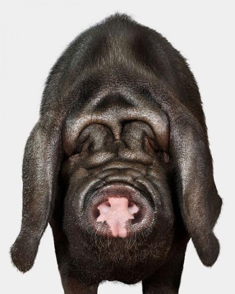 Randal Ford Meishan Pig