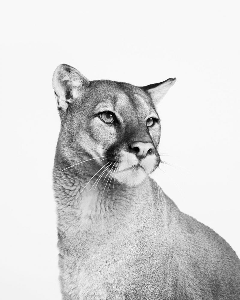 Randal Ford Mountain Lion No 2 BW 