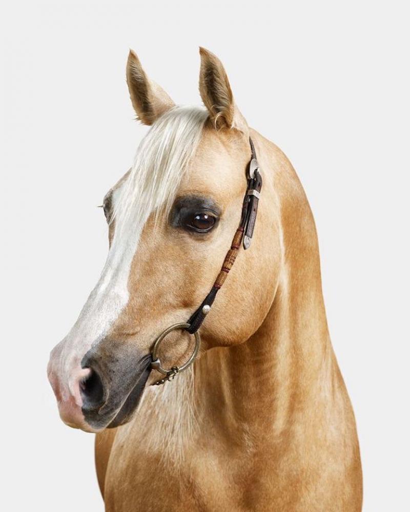 Randal Ford Palomino Arabian Horse No 2