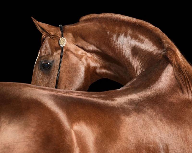 Randal Ford Red Arabian Stallion No 2