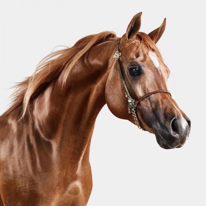 Randal Ford Red Arabian Stallion No 3