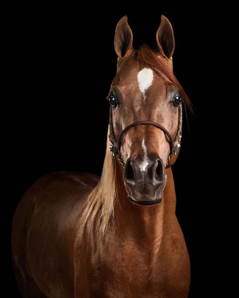 Randal Ford Red Arabian Stallion No 4