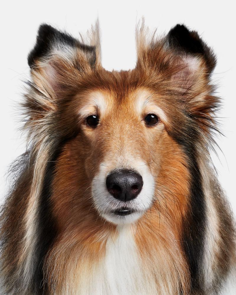 Randal Ford Reveille IX