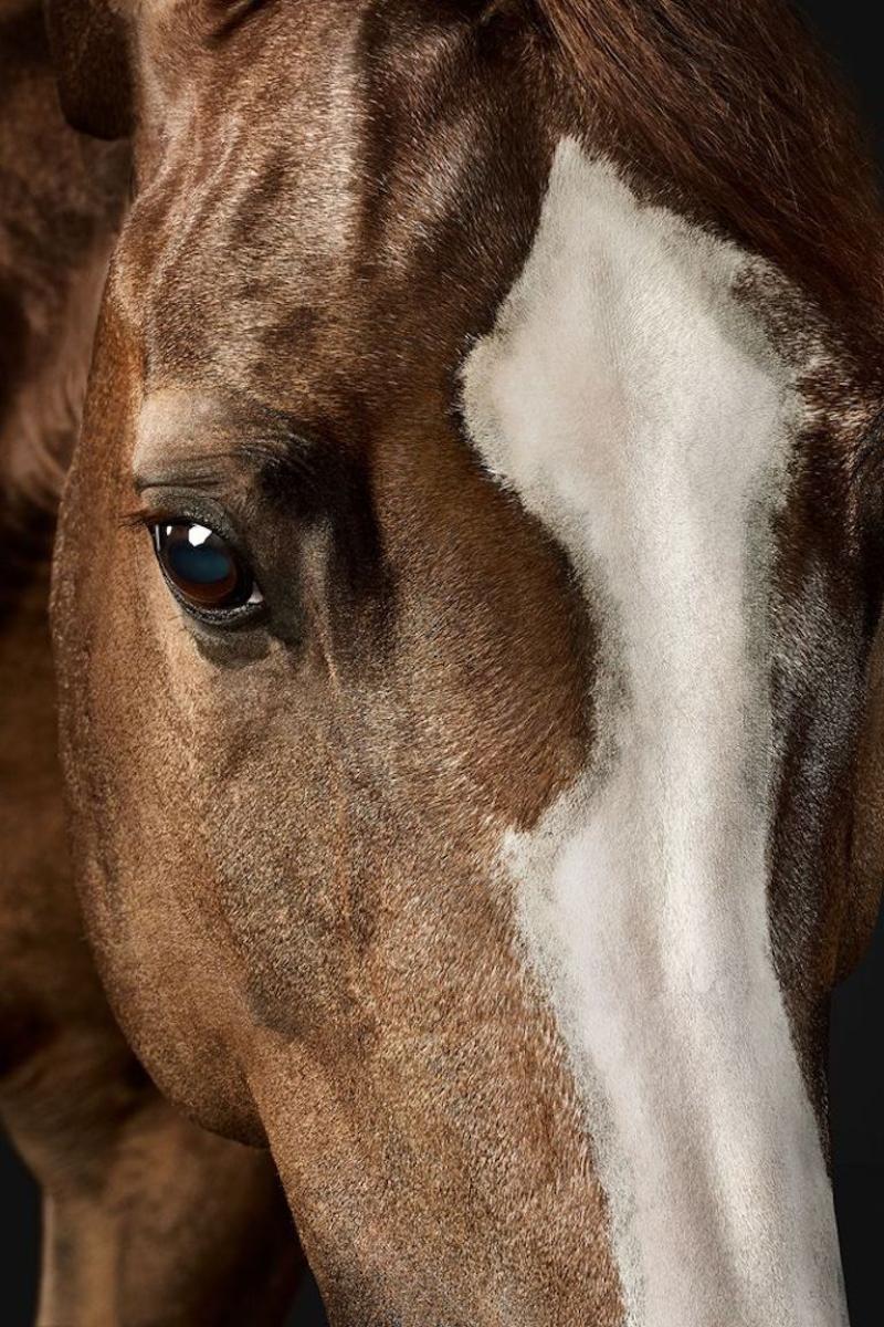 Randal Ford Saddlebred Arabian Mare No 2