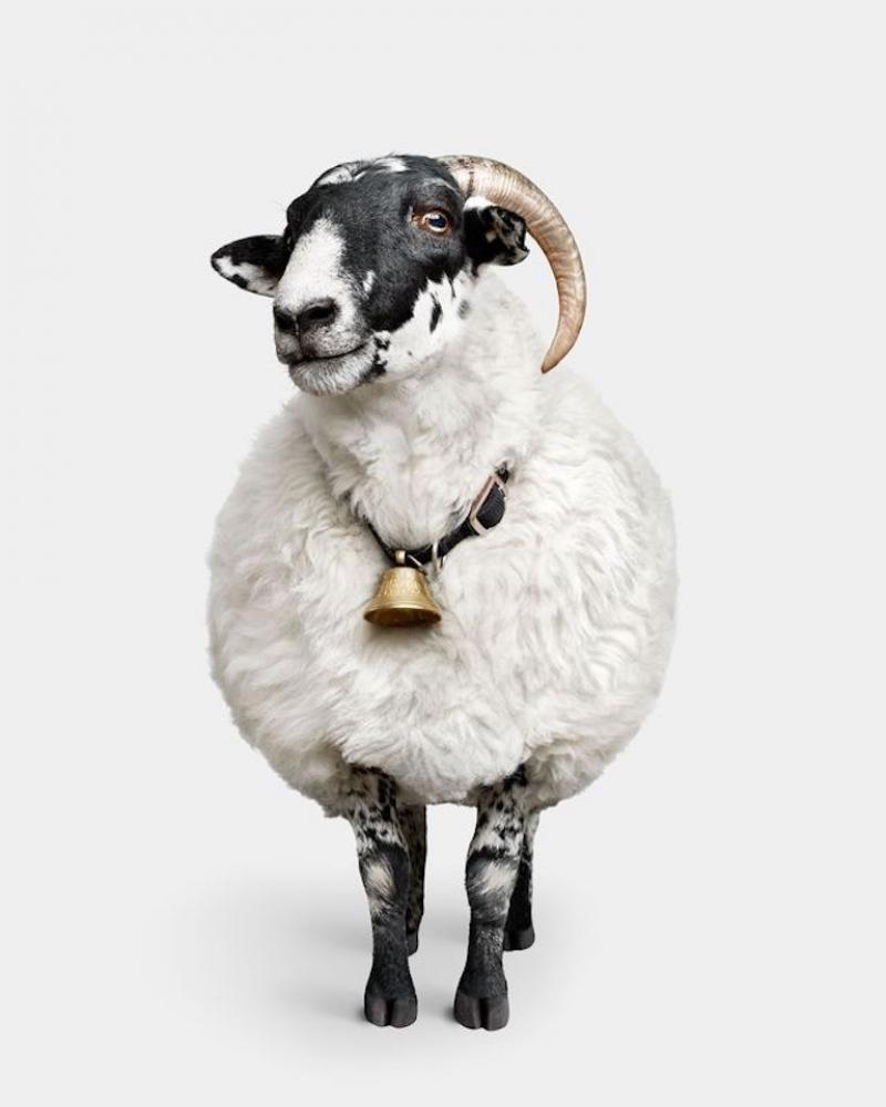 Randal Ford Scottish Blackface Sheep