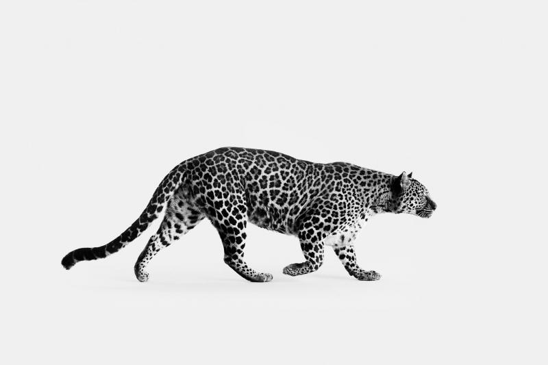 Randal Ford Spotted Leopard No 3 BW 