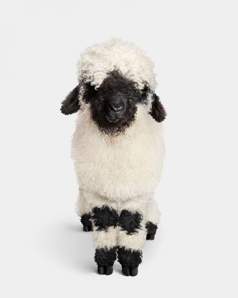 Randal Ford Swiss Valais Blacknose Lamb No 1