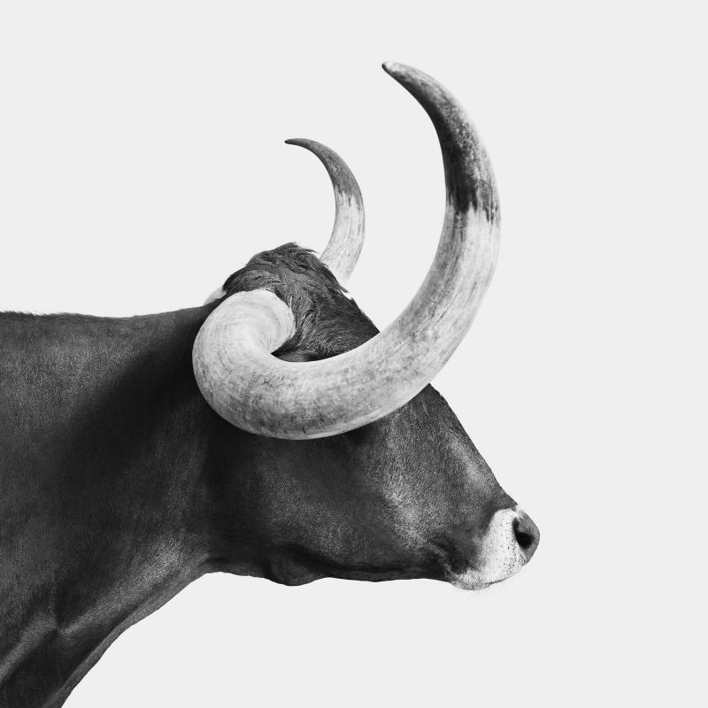 Randal Ford Texas Longhorn BW 