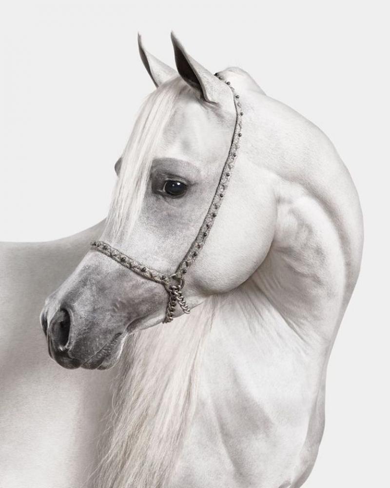 Randal Ford White Arabian Stallion No 1