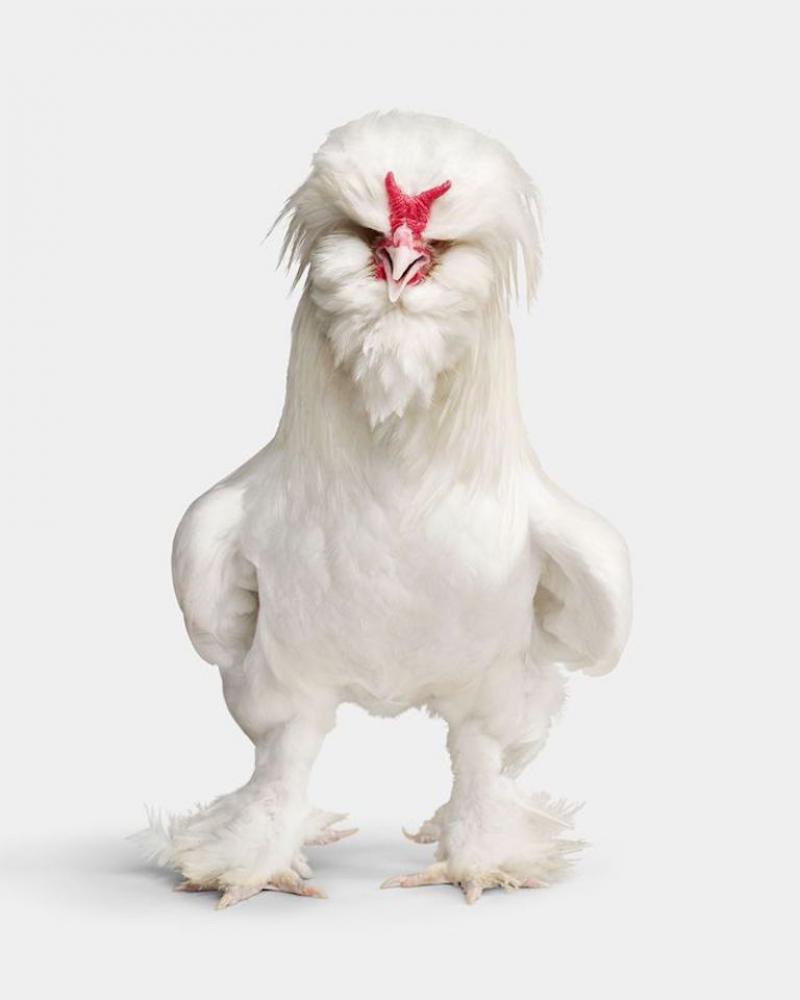 Randal Ford White Sultan Rooster