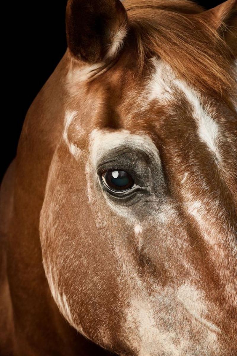 Randal Ford Wise Arabian Horse No 2