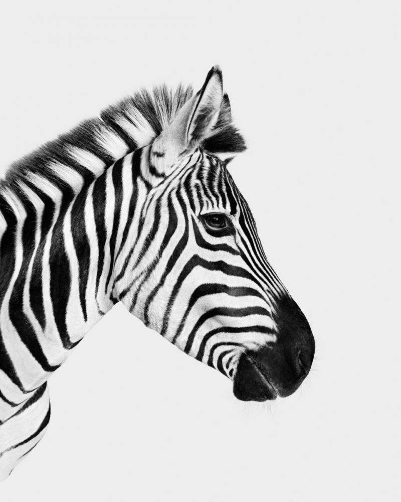 Randal Ford Zebra Profile BW 