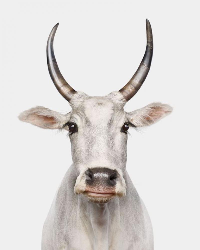 Randal Ford Zebu Cow No 1