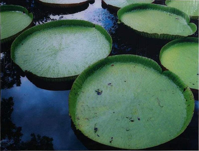 Renato Freitas Renato Freitas Water Lilies Original Photography