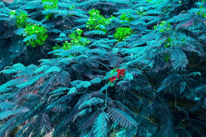 Robert Funk Blue Trees Blue Forest Blue Leaves 