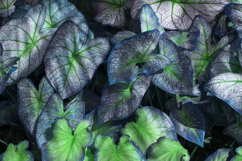 Robert Funk Dreamy Blue Plants with a natural Heart Shape cutout