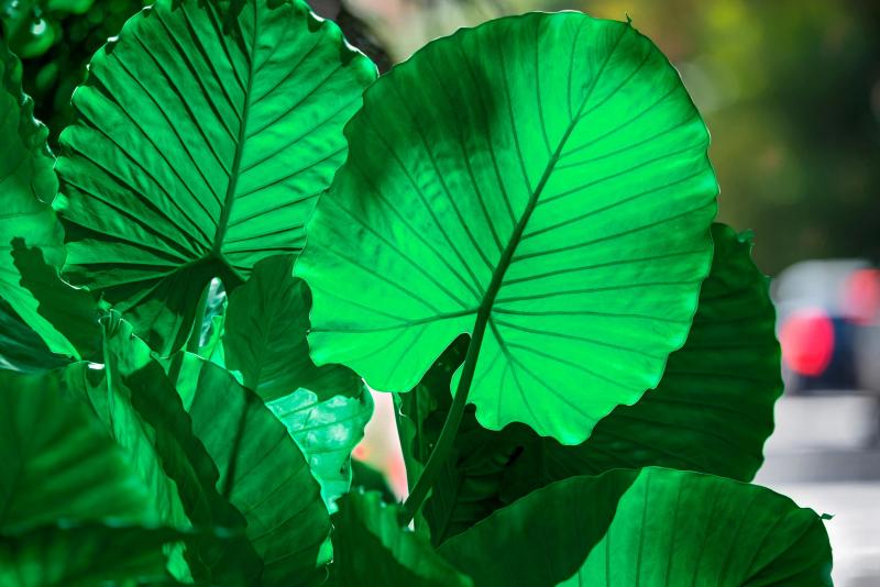 Robert Funk Plant Portrait Rain Forest Green Tropical Plants Red Light Blur