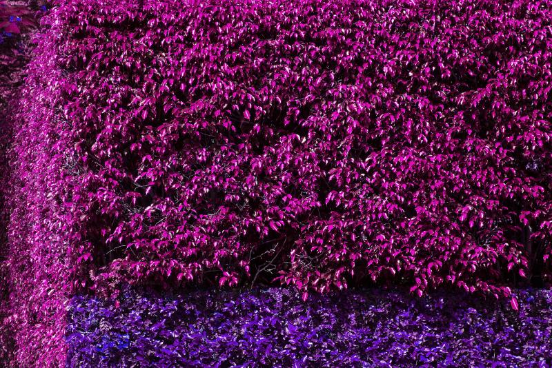 Robert Funk Red Hedge Red Flowers Blue Flowers