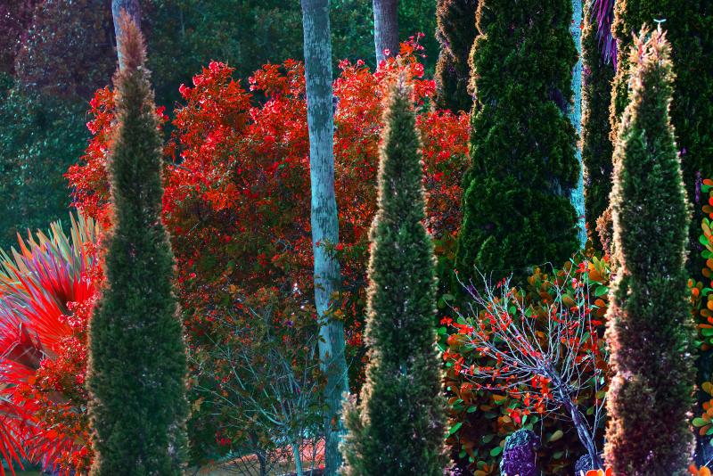 Robert Funk Tropical Colorful Foliage Trees Flaunt Brilliant Color Crimson leaves