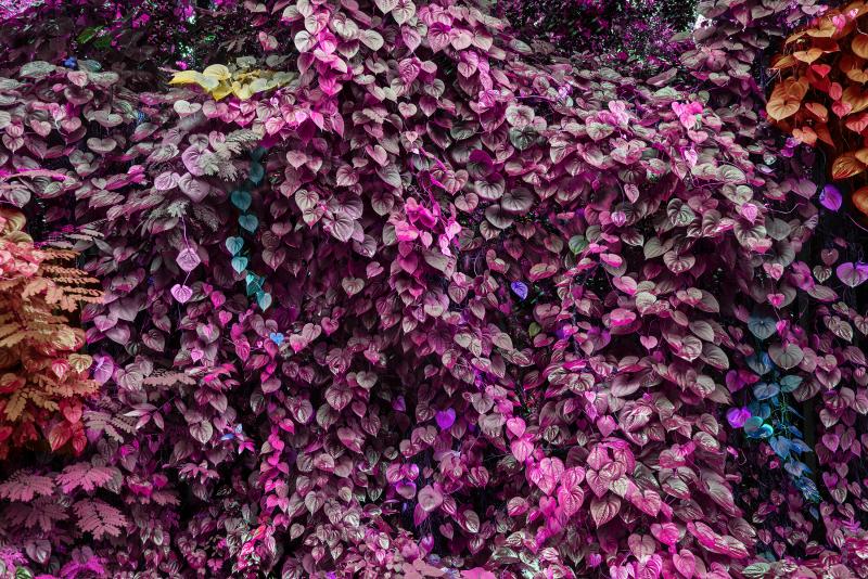 Robert Funk Yummie Color Magenta Orange Blue and Yellow Wall of Leaves