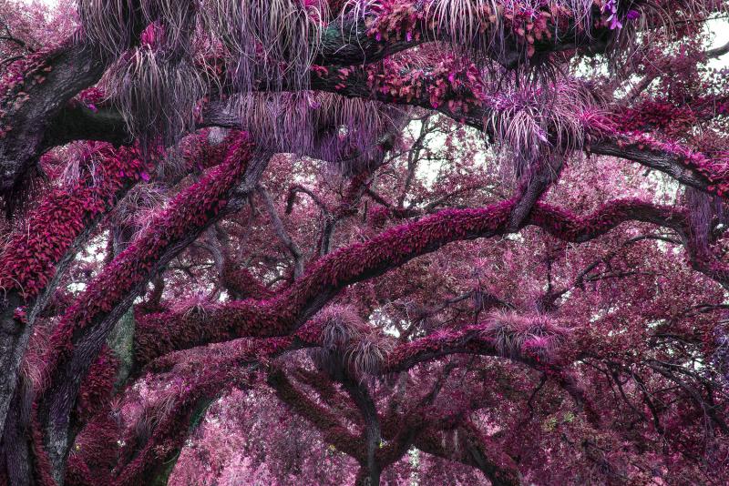 Robert Funk Yummie Trees Primal Magenta Earth