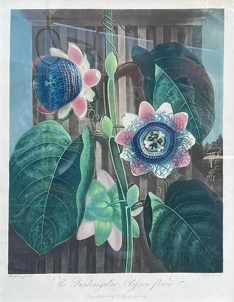 Robert John Thornton Antique Botanical Print the Quadrangular Passion Flower