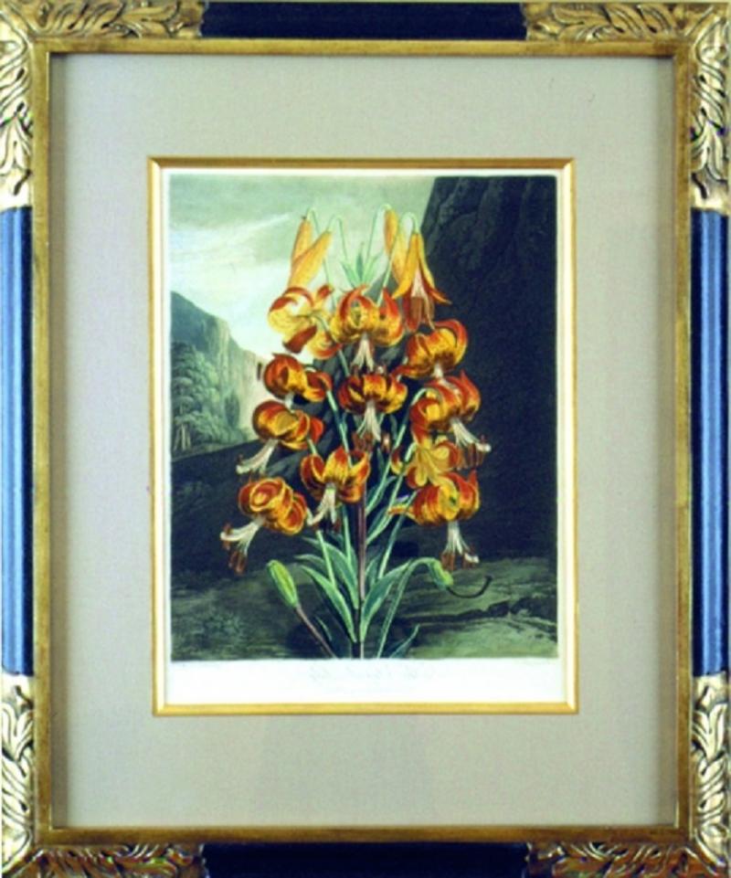 Robert John Thornton Dr Robert John Thornton The Superb Lily 1799